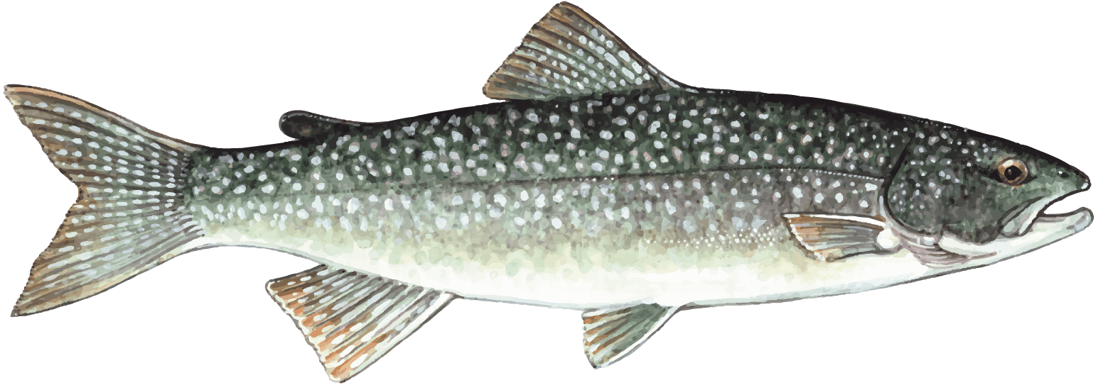 laketrout