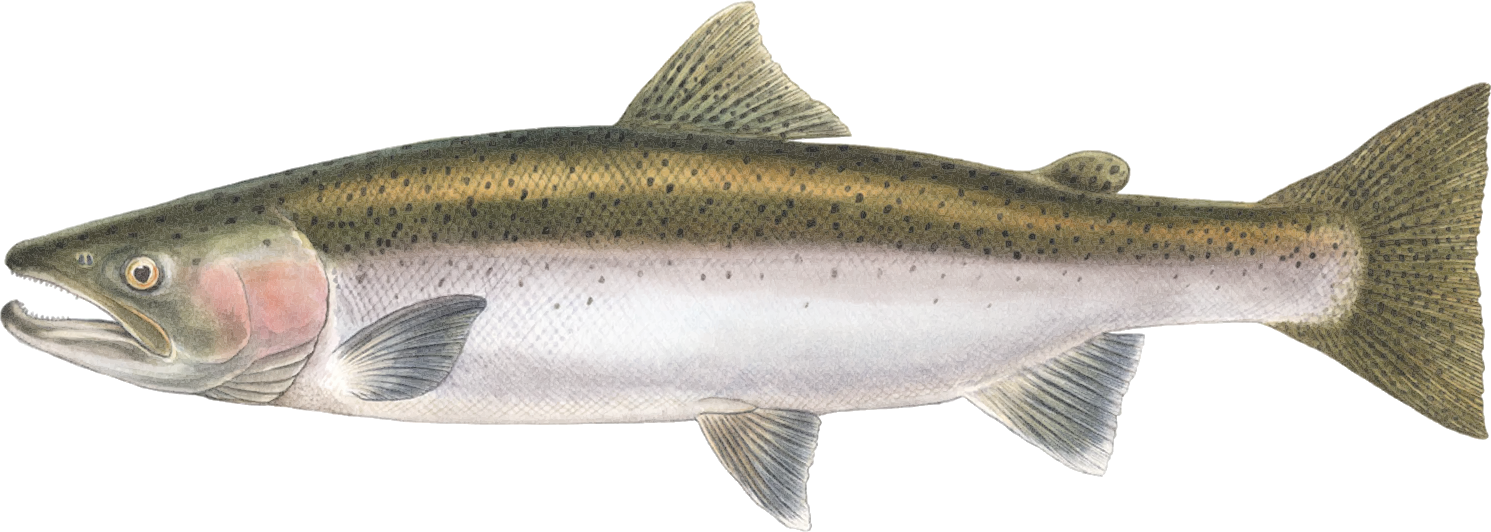 steelhead